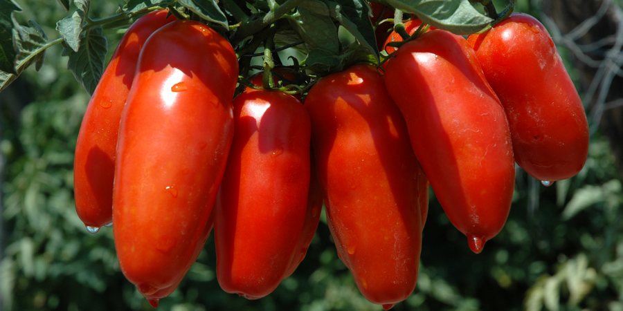 San Marzano DOP Tomaten am Strauch — länglich, fleischig, charakteristisches Rot, Sarno-Tal am Fuße des Vesuv