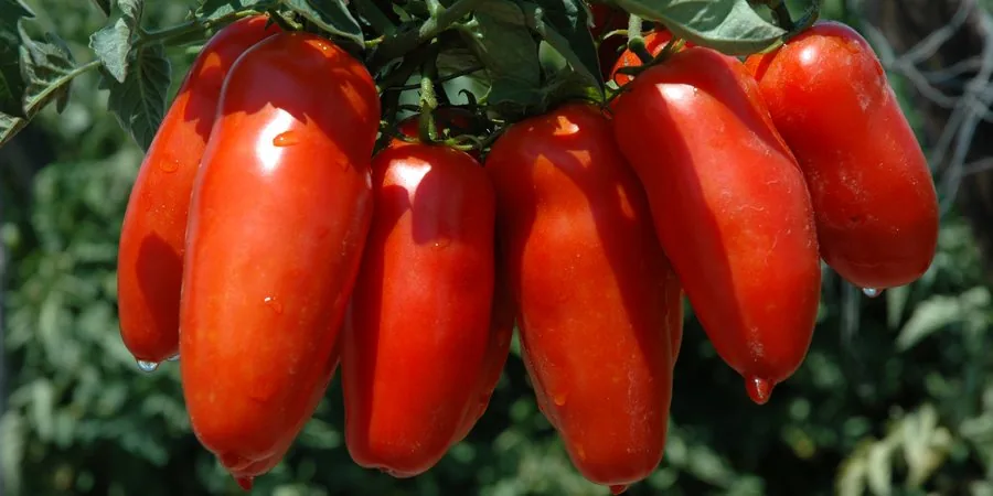San Marzano DOP tomatoes growing on the vine — elongated, meaty, characteristic deep red, Sarno valley at the foot of Vesuvius